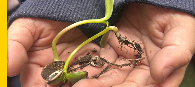 K3: The Mini Garden Project